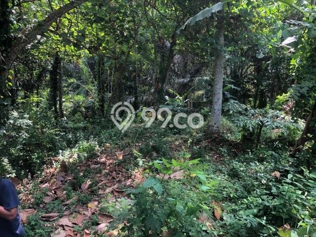 Siap Disewakan Tanah di Mengwi Luas 2000m2 Area Potensial Siap Disewakan Tanah di Mengwi Luas 2000m2 Area Potensial