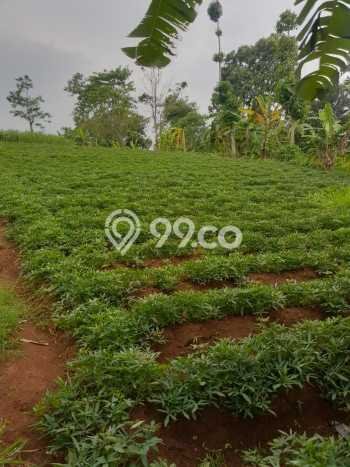 Tanah Kavling untuk Dijual di Jatinangor Sumedang 1134m2 Tanah Kavling untuk Dijual di Jatinangor Sumedang 1134m2