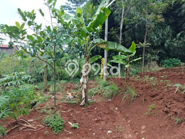 Untuk Dijual Tanah di Cileunyi Bandung Luas 630m2 AJB Untuk Dijual Tanah di Cileunyi Bandung Luas 630m2 AJB