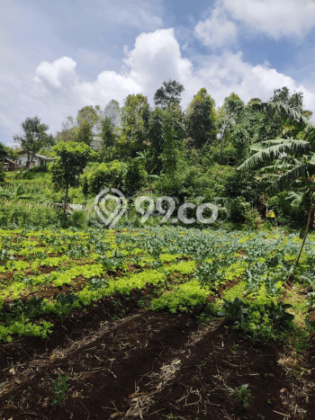 Dijual Tanah 700m2 di Lembang, Bandung Dijual Tanah 700m2 di Lembang, Bandung