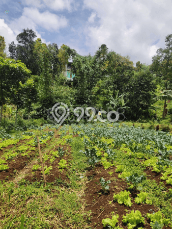 Dijual Tanah 700m2 di Lembang, Bandung Dijual Tanah 700m2 di Lembang, Bandung