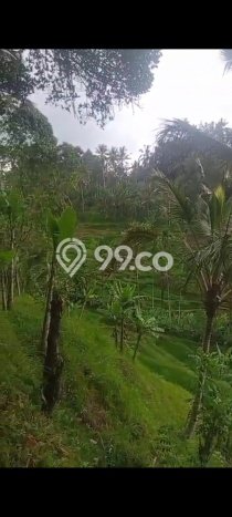 Tanah untuk Disewa di Gianyar Luas 2000m2 Tanah untuk Disewa di Gianyar Luas 2000m2