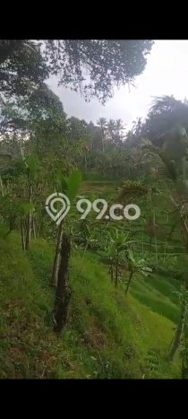 Tanah untuk Disewa di Gianyar Luas 2000m2 Tanah untuk Disewa di Gianyar Luas 2000m2