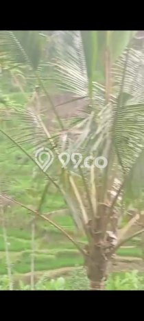 Tanah untuk Disewa di Gianyar Luas 2000m2 Tanah untuk Disewa di Gianyar Luas 2000m2