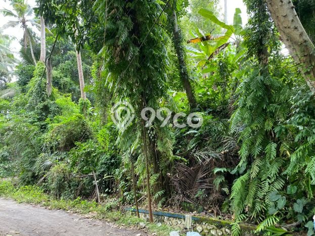 Tanah Kavling Dijual di Peliatan, Gianyar dengan Luas Tanah 1200m2 Tanah Kavling Dijual di Peliatan, Gianyar dengan Luas Tanah 1200m2