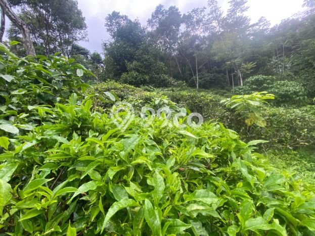 Tanah Komersial Dijual di Bojong Purwakarta 2000m2 Tanah Komersial Dijual di Bojong Purwakarta 2000m2