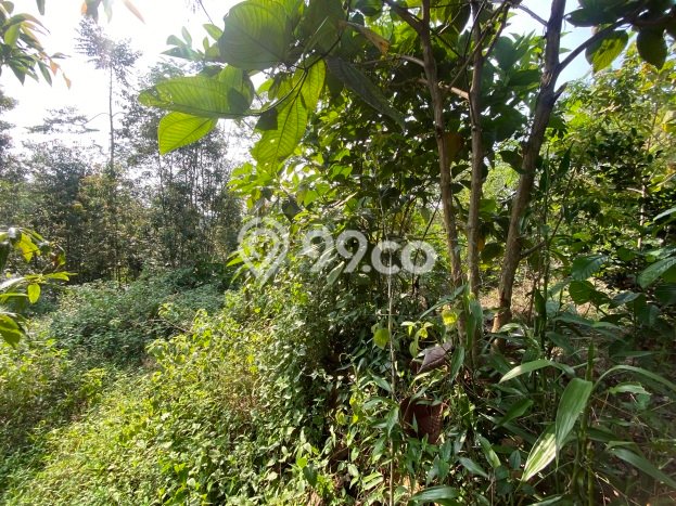 Dijual Tanah di Darangdan Purwakarta Luas 1984m2 SHM Dijual Tanah di Darangdan Purwakarta Luas 1984m2 SHM