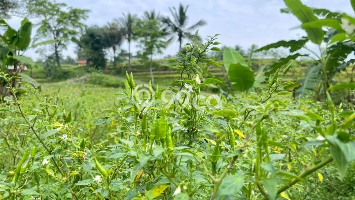 Lahan Kosong Dijual di Purwakarta dengan Area 1767m2 Lahan Kosong Dijual di Purwakarta dengan Area 1767m2