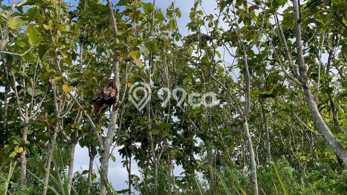 Kavling Tanah Dijual di Sumedang Selatan, Sumedang, Luas 3663m2 Area Strategis Kavling Tanah Dijual di Sumedang Selatan, Sumedang, Luas 3663m2 Area Strategis