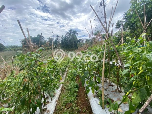 Lahan untuk Dijual di Darangdan Purwakarta Luas 2036m2 Lahan untuk Dijual di Darangdan Purwakarta Luas 2036m2