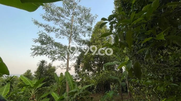 Tanah Dijual Lokasi Bojong, Purwakarta dengan Luas Tanah 840m2 dan Status SHM Tanah Dijual Lokasi Bojong, Purwakarta dengan Luas Tanah 840m2 dan Status SHM