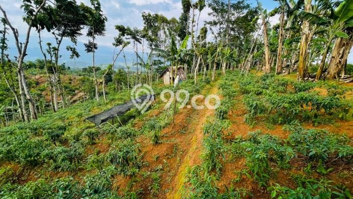 Kavling Tanah Dijual di Sumedang Selatan, Sumedang, Luas 3663m2 Area Strategis Kavling Tanah Dijual di Sumedang Selatan, Sumedang, Luas 3663m2 Area Strategis