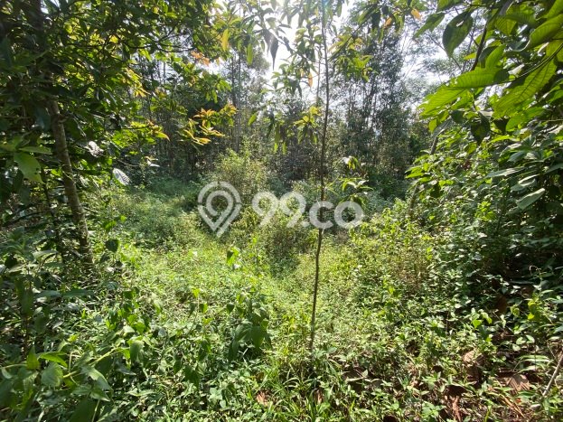 Dijual Tanah di Darangdan Purwakarta Luas 1984m2 SHM Dijual Tanah di Darangdan Purwakarta Luas 1984m2 SHM