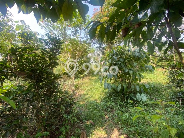 Dijual Tanah di Darangdan Purwakarta Luas 1984m2 SHM Dijual Tanah di Darangdan Purwakarta Luas 1984m2 SHM