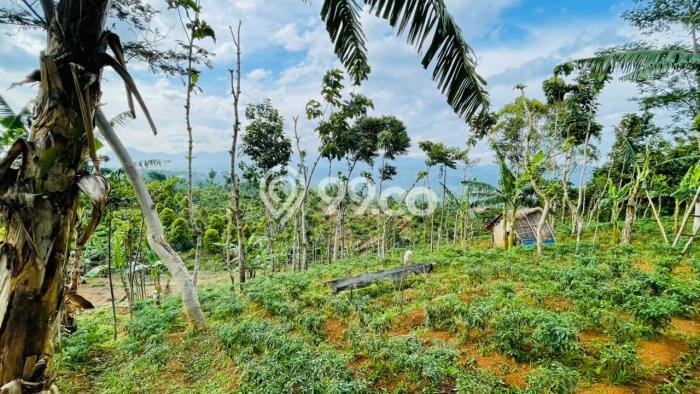 Kavling Tanah Dijual di Sumedang Selatan, Sumedang, Luas 3663m2 Area Strategis Kavling Tanah Dijual di Sumedang Selatan, Sumedang, Luas 3663m2 Area Strategis