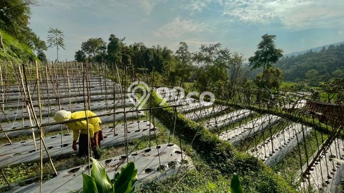 HARGA TERBAIK! Tanah di Bojong, Luas 1200m², Akses Strategis, Area Berkembang HARGA TERBAIK! Tanah di Bojong, Luas 1200m², Akses Strategis, Area Berkembang