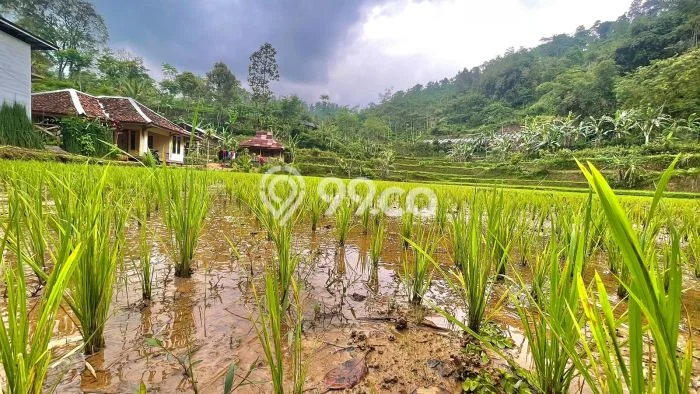 Kavling Tanah Dijual di Bojong Purwakarta Spesifikasi 1430m2 Kavling Tanah Dijual di Bojong Purwakarta Spesifikasi 1430m2