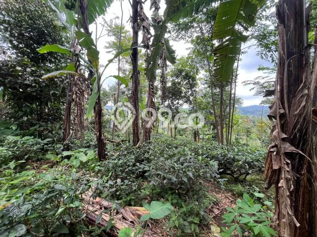 Kavling Tanah Dijual di Darangdan Purwakarta Spesifikasi 1499m2 Kavling Tanah Dijual di Darangdan Purwakarta Spesifikasi 1499m2