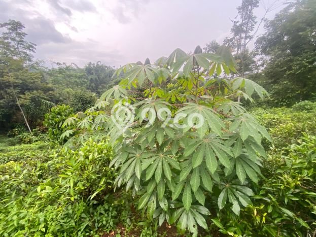 Tanah Komersial Dijual di Bojong Purwakarta 2000m2 Tanah Komersial Dijual di Bojong Purwakarta 2000m2
