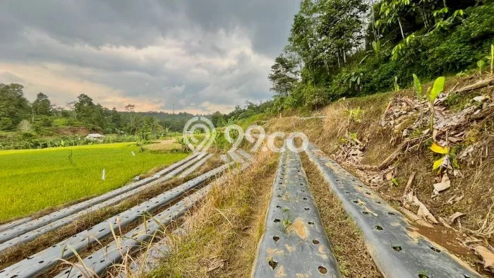 Tanah Dijual Lokasi Bojong Purwakarta SHM Tanah Dijual Lokasi Bojong Purwakarta SHM