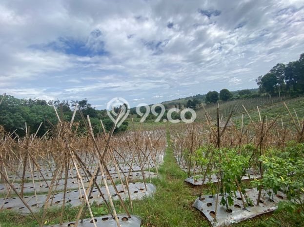 Lahan untuk Dijual di Darangdan Purwakarta Luas 2036m2 Lahan untuk Dijual di Darangdan Purwakarta Luas 2036m2