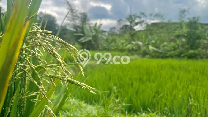 Lahan Investasi Lokasi Bojong Purwakarta SHM Lahan Investasi Lokasi Bojong Purwakarta SHM