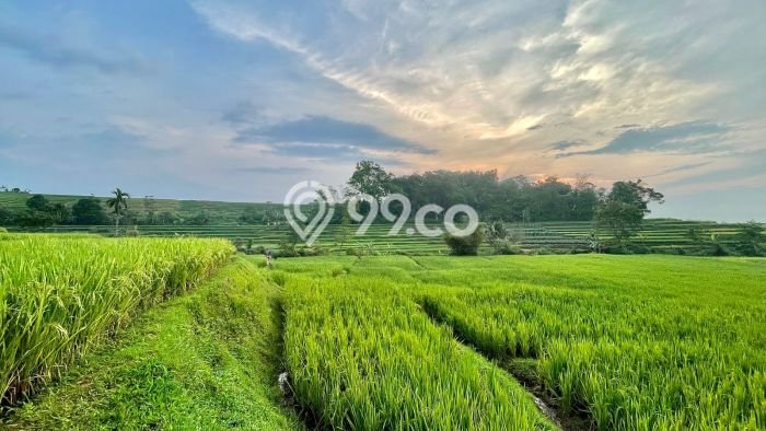 Kavling Tanah Dijual di Darangdan Purwakarta Spesifikasi 1731m2 Kavling Tanah Dijual di Darangdan Purwakarta Spesifikasi 1731m2