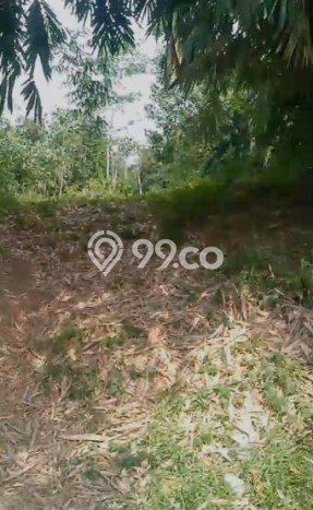 Tanah Strategis Dijual di Jasinga Bogor 12000m2 Tanah Strategis Dijual di Jasinga Bogor 12000m2