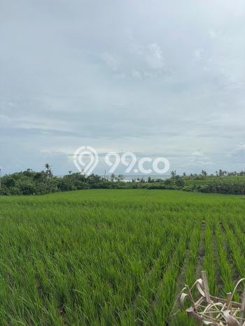 Lahan Investasi Lokasi Tabanan Tabanan SHM Lahan Investasi Lokasi Tabanan Tabanan SHM