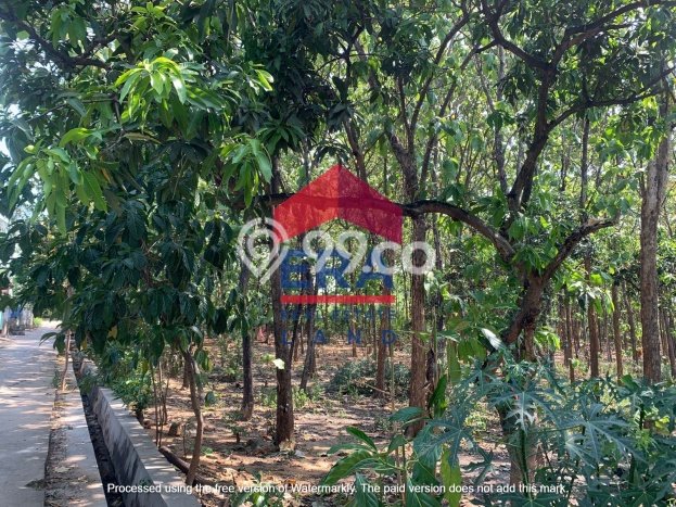 Kavling Tanah di Tuban Dijual Luas 276m2 Legalitas SHM Kavling Tanah di Tuban Dijual Luas 276m2 Legalitas SHM