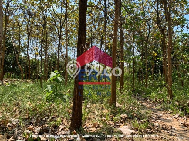 Dijual Tanah di Tuban Tuban Luas 18300m2 SHM Dijual Tanah di Tuban Tuban Luas 18300m2 SHM