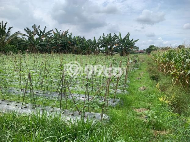 Tanah Dijual Area Strategis di Tanjung Morawa Medan 5376m2 Tanah Dijual Area Strategis di Tanjung Morawa Medan 5376m2