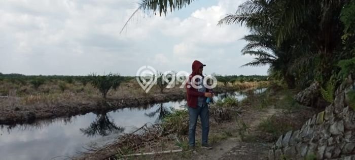 Lahan untuk Dijual di Rantau Selatan Labuhan Batu Luas 3e+06m2 Lahan untuk Dijual di Rantau Selatan Labuhan Batu Luas 3e+06m2