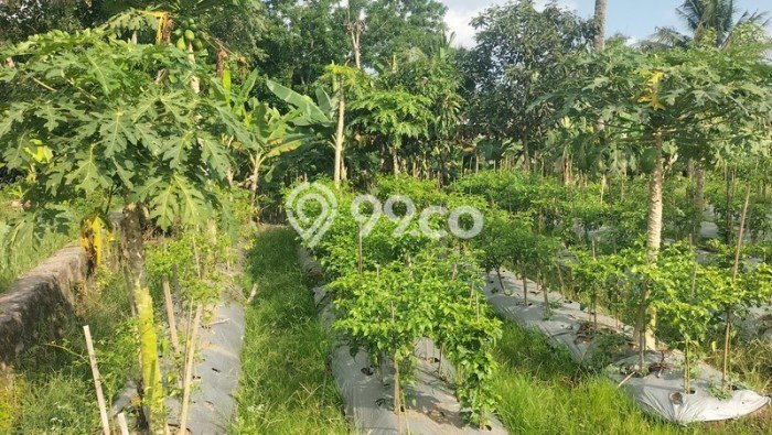 Tanah Area Berkembang Kawasan Pakem, Luas 1113m2m², Cocok untuk Bisnis Tanah Area Berkembang Kawasan Pakem, Luas 1113m2m², Cocok untuk Bisnis