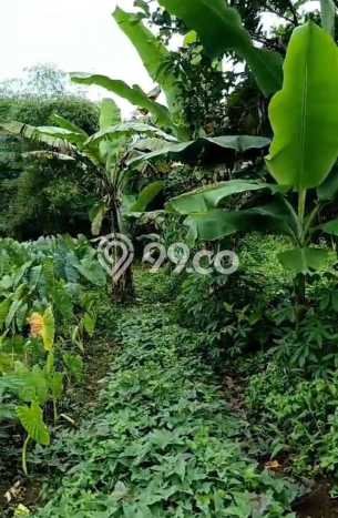 Kavling Tanah Dijual di Bogor Barat Bogor Spesifikasi 500m2 Kavling Tanah Dijual di Bogor Barat Bogor Spesifikasi 500m2