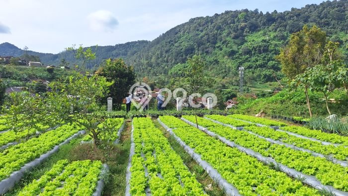 Tanah Dijual Area Strategis di Lembang Bandung 1120m2 Tanah Dijual Area Strategis di Lembang Bandung 1120m2