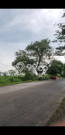 Tanah di Cerme, Gresik Luas 200000m2 Dijual Segera Tanah di Cerme, Gresik Luas 200000m2 Dijual Segera