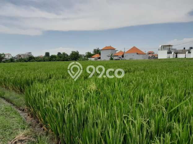Tanah Disewa di Seseh Strategis dan Memiliki Luas 1030m2 Tanah Disewa di Seseh Strategis dan Memiliki Luas 1030m2