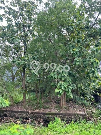 Untuk Dijual Tanah di Pedurungan Semarang Luas 250m2 SHM Untuk Dijual Tanah di Pedurungan Semarang Luas 250m2 SHM