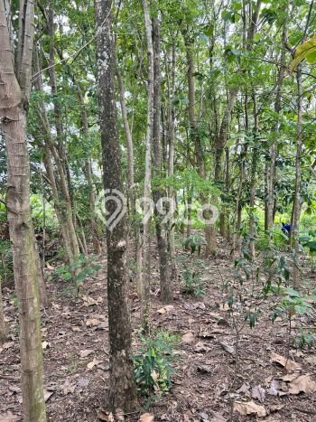 Untuk Dijual Tanah di Pedurungan Semarang Luas 250m2 SHM Untuk Dijual Tanah di Pedurungan Semarang Luas 250m2 SHM