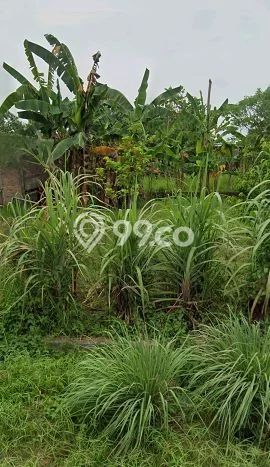 Rumah Minimalis Favorit Siap Huni di Percut Sei Tuan LT 406m2 Rumah Minimalis Favorit Siap Huni di Percut Sei Tuan LT 406m2