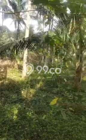 Tanah Area Berkembang di Pejeng, Luas 3000m2m², Kawasan Asri, Akses Pejeng, Gianyar, Gianyar Tanah Area Berkembang di Pejeng, Luas 3000m2m², Kawasan Asri, Akses Pejeng, Gianyar, Gianyar