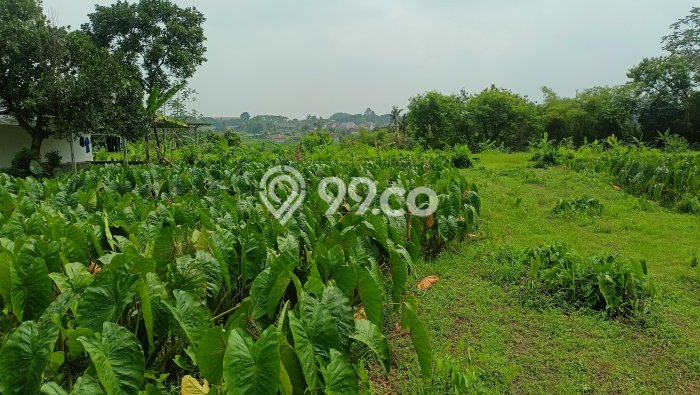 Tanah Kavling Dijual di Bogor dengan Spesifikasi 126m2 Tanah Kavling Dijual di Bogor dengan Spesifikasi 126m2