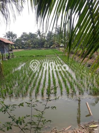 Komersial Kawasan Premium Kawasan Tempuran, Luas 1000m2m², Jalan Utama Komersial Kawasan Premium Kawasan Tempuran, Luas 1000m2m², Jalan Utama