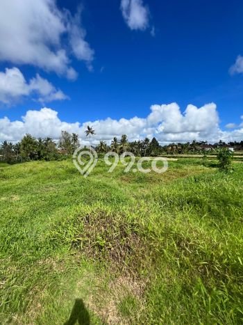 Tanah Area Berkembang di Ubud, Luas 4910m2m², Lingkungan Asri, Akses Ubud, Gianyar, Gianyar Tanah Area Berkembang di Ubud, Luas 4910m2m², Lingkungan Asri, Akses Ubud, Gianyar, Gianyar