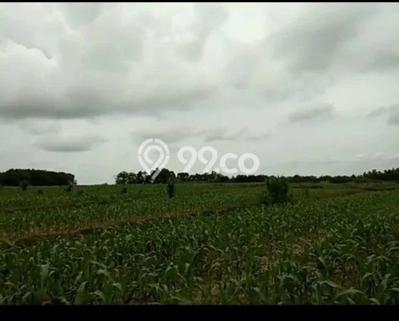 Lahan untuk Dijual di Braja Slebah Lampung Timur Luas 2e+06m2 Lahan untuk Dijual di Braja Slebah Lampung Timur Luas 2e+06m2
