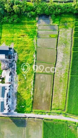 Tanah Kavling Dijual di Kedungu, Tabanan dengan Luas Tanah 1650m2 Tanah Kavling Dijual di Kedungu, Tabanan dengan Luas Tanah 1650m2