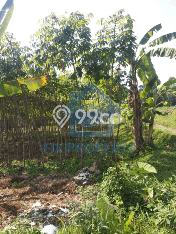 Tanah Strategis Dijual di Ciomas Bogor 2008m2 Tanah Strategis Dijual di Ciomas Bogor 2008m2