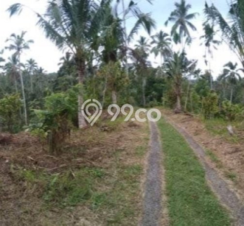 Dijual Tanah di Selemadeg Tabanan Luas 12000m2 SHM Dijual Tanah di Selemadeg Tabanan Luas 12000m2 SHM