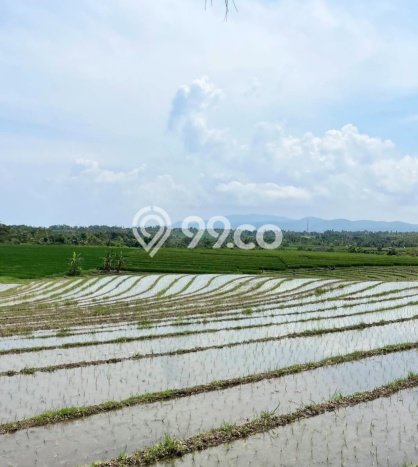 Dijual Tanah Lokasi Klecung, Tabanan Seluas 1215m2 Dijual Tanah Lokasi Klecung, Tabanan Seluas 1215m2